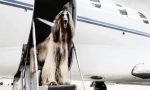 Pas u avionu: kako prevoziti i ono što je potrebno za to